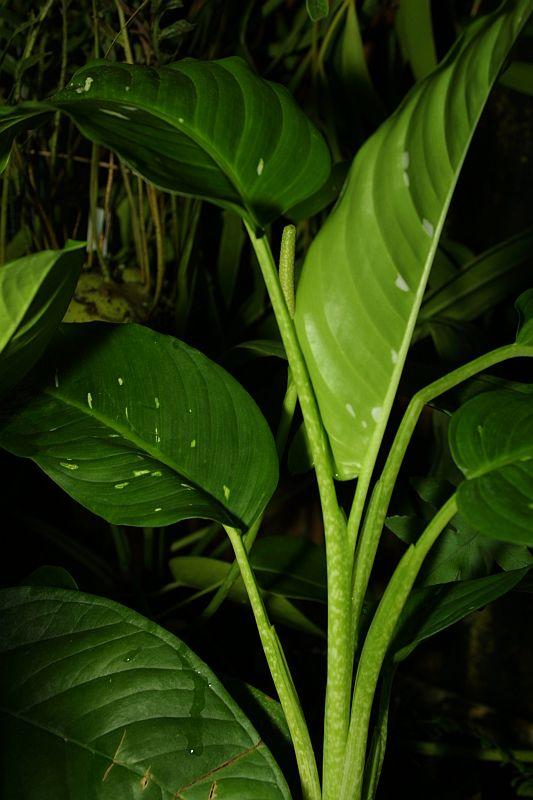 Dieffenbachia callejasii