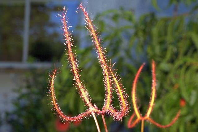 Drosera binata v. dichotoma Giant