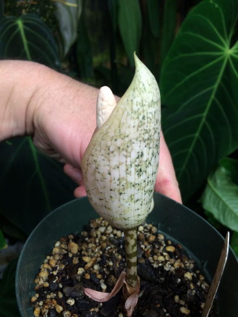 Amorphophallus bulbifer