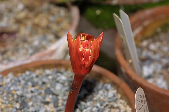 Haemanthus unifoliatus