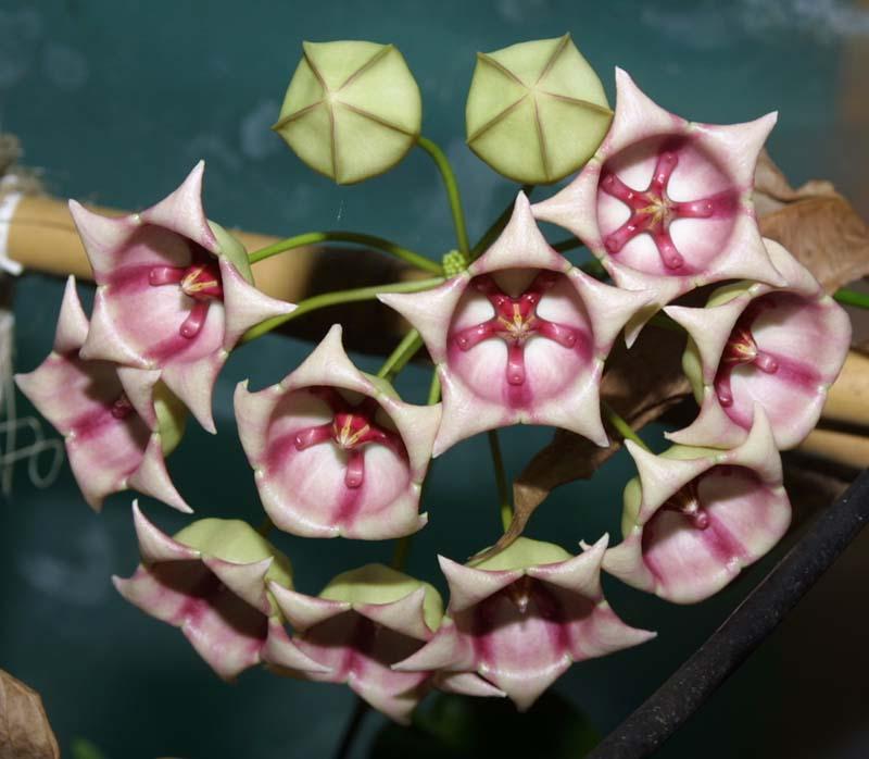 Hoya archboldiana