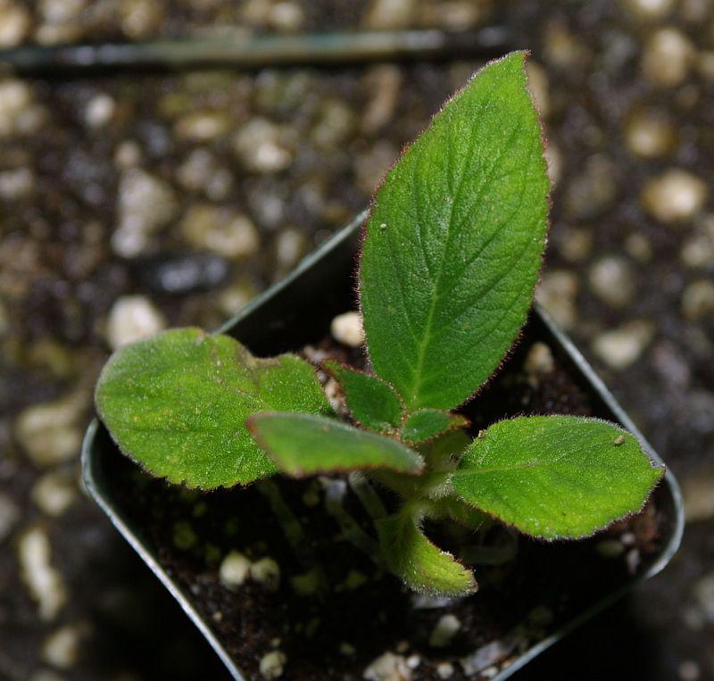 Kohleria eriantha