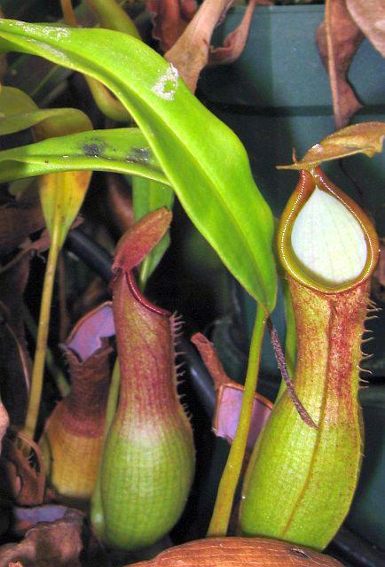 Nepenthes alata