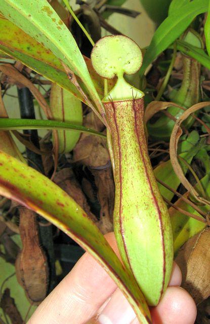 Nepenthes gracilis Red