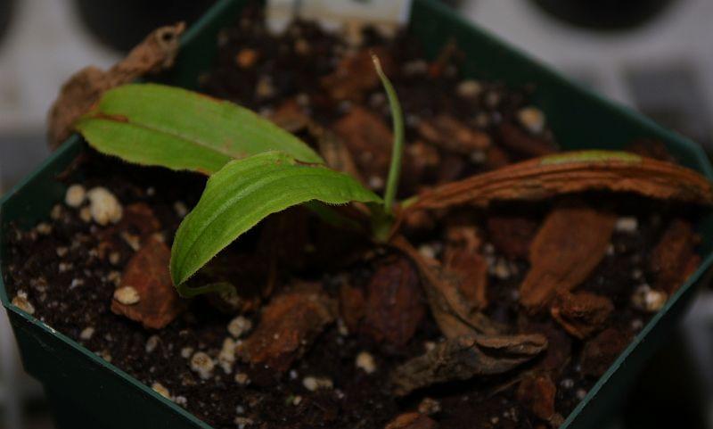 Nepenthes mirabilis echinostoma