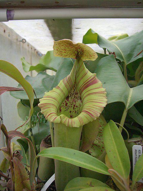 Nepenthes truncata