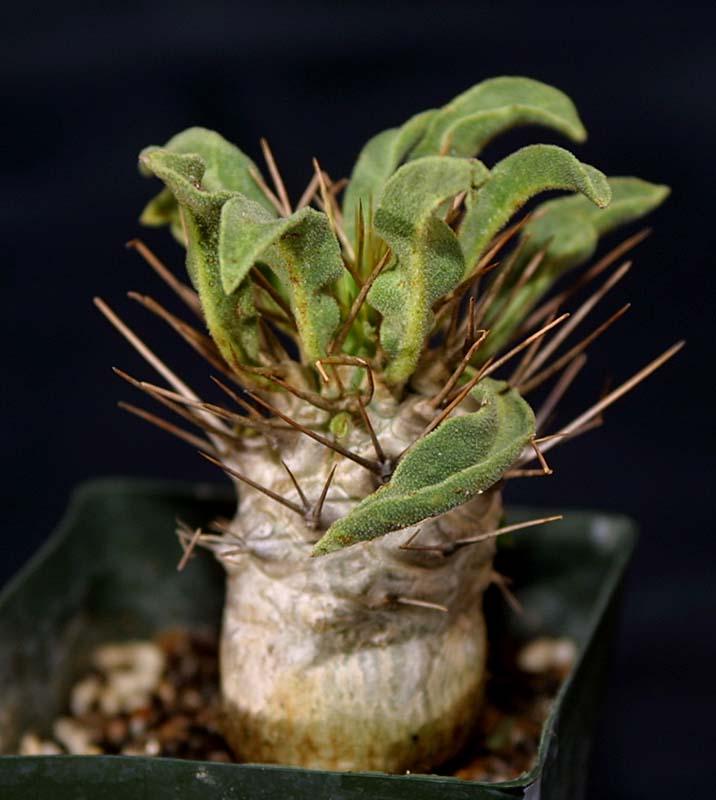 Pachypodium namaquanum