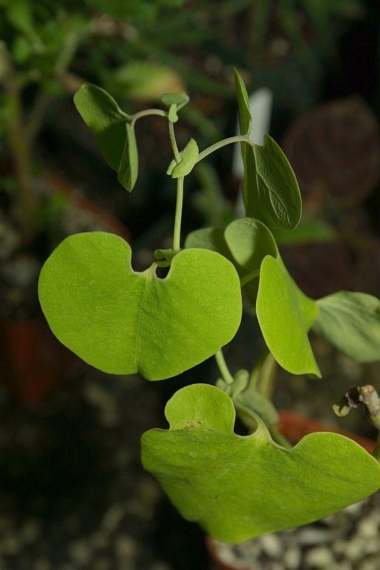 Aristolochia labiata