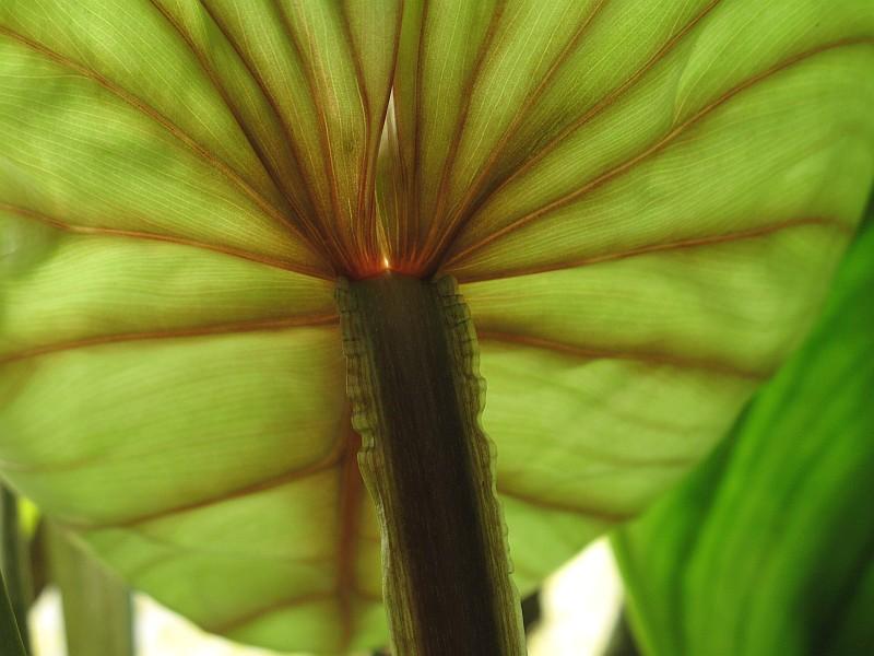 Philodendron plowmanii