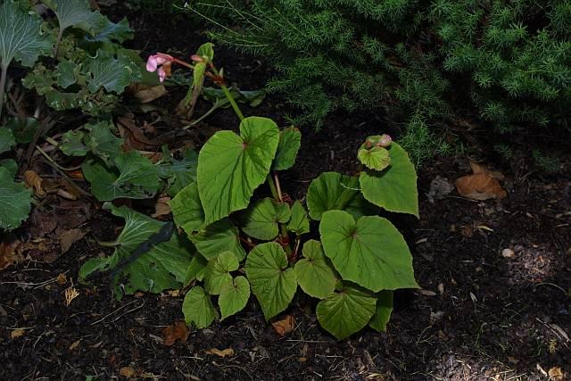 Begonia grandis