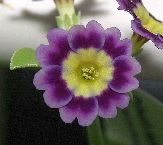 Primula auricula HB #3