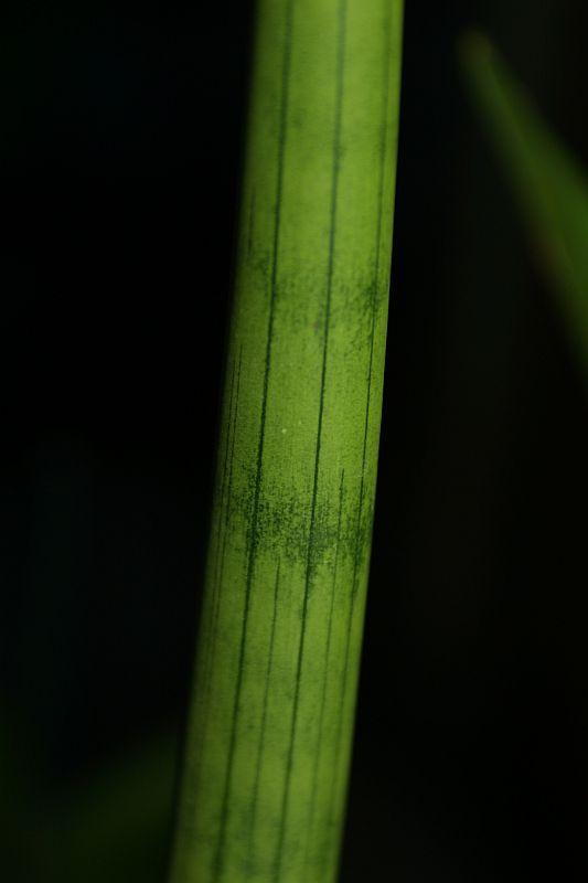 Sansevieria cylindrica