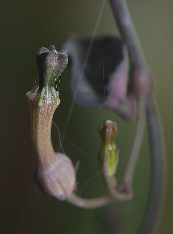 Ceropegia linearis