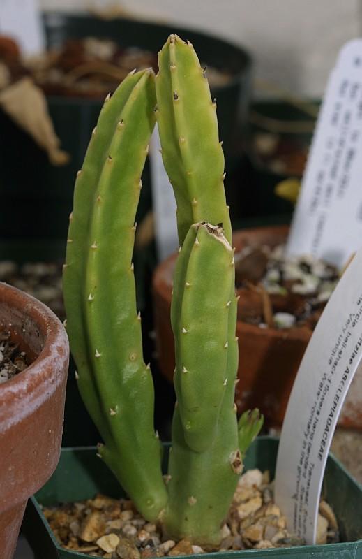 Stapelia leendertziae