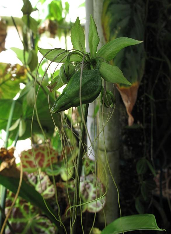 Tacca leontopetaloides