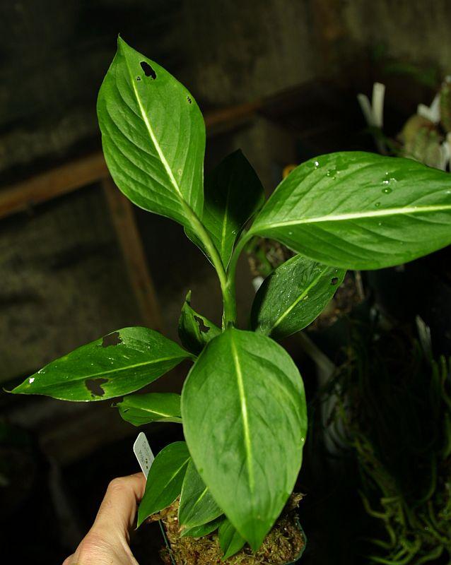 Dieffenbachia oerstedii