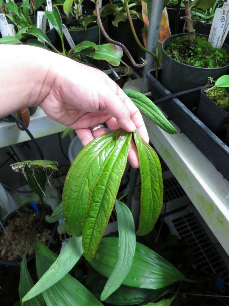 Anthurium cutucuense