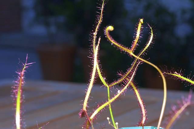 Drosera binata