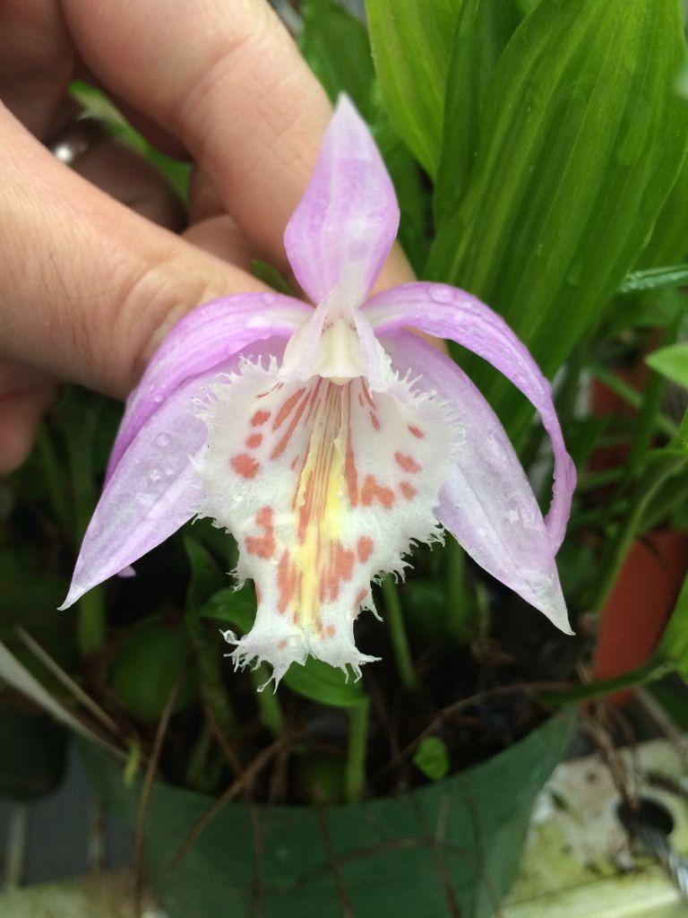 Pleione bulbocodioides