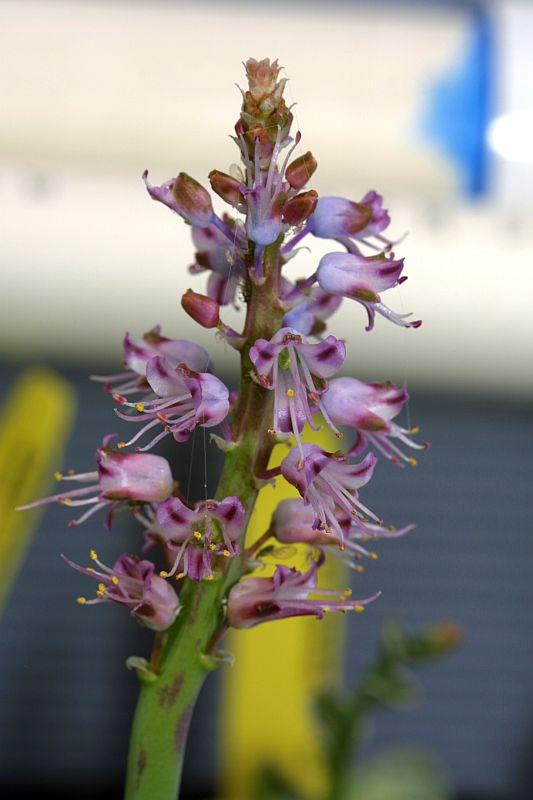 Lachenalia sp. Pustulata Blue