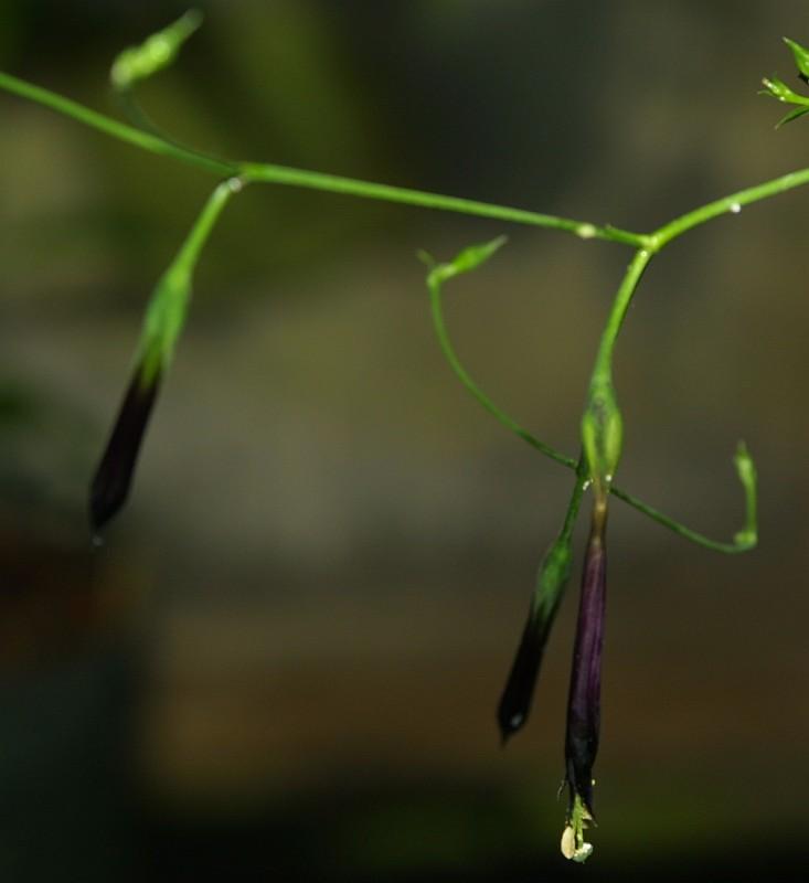 Lisianthus nigrescens