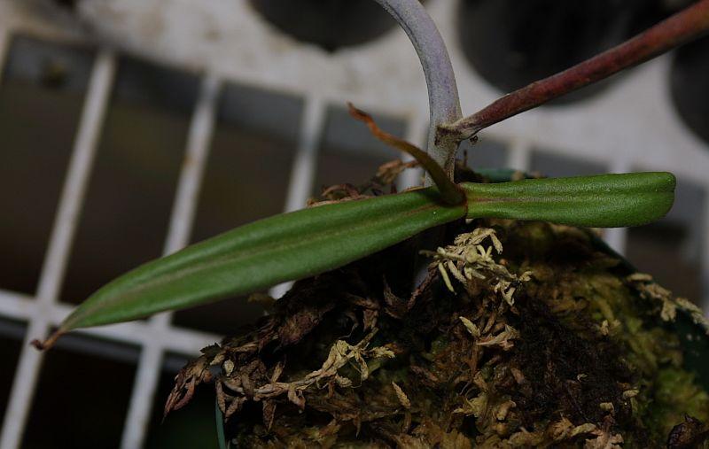 Nepenthes albomarginata