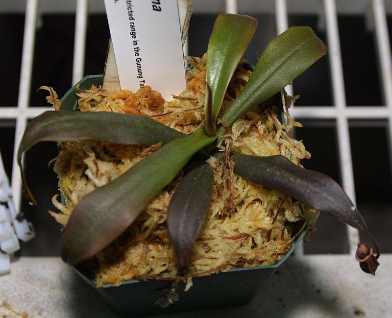 Nepenthes gracillima