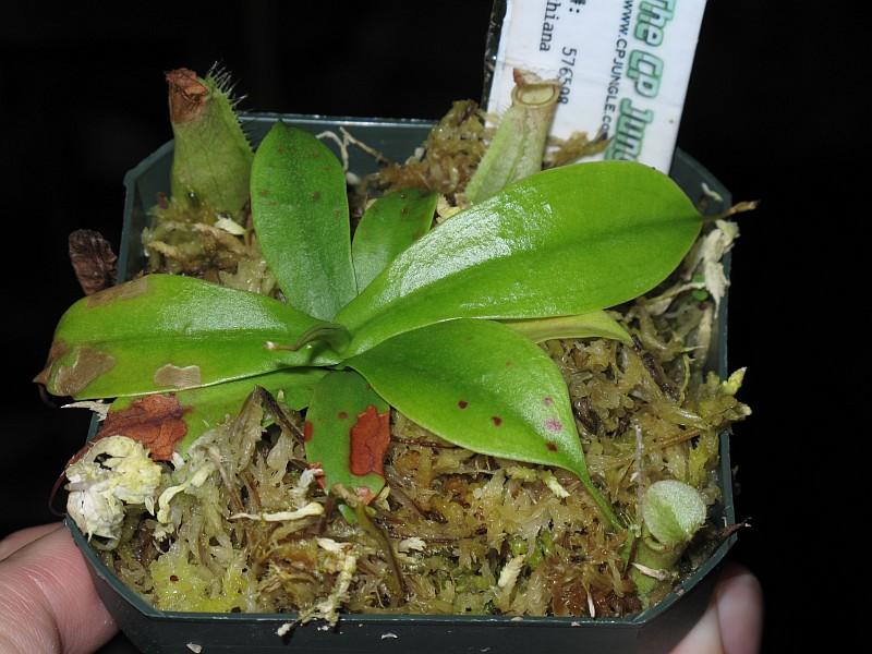 Nepenthes northiana