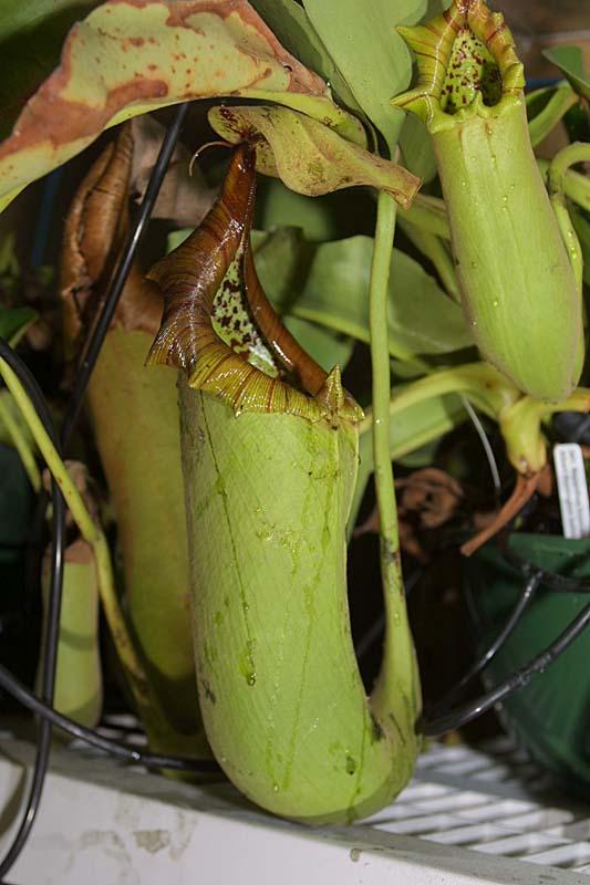 Nepenthes truncata