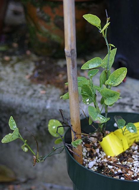 Aristolochia californica