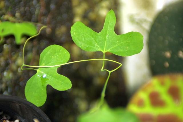 Aristolochia macroura