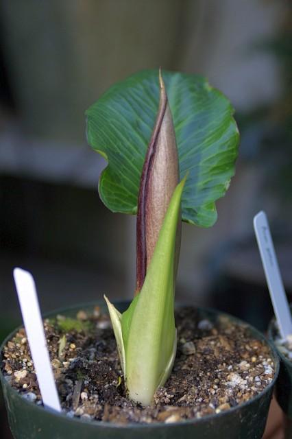 Arum pictum