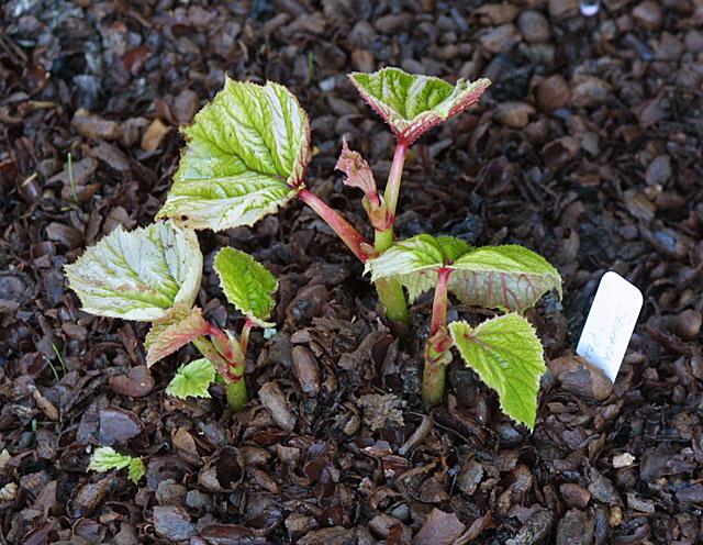 Begonia grandis