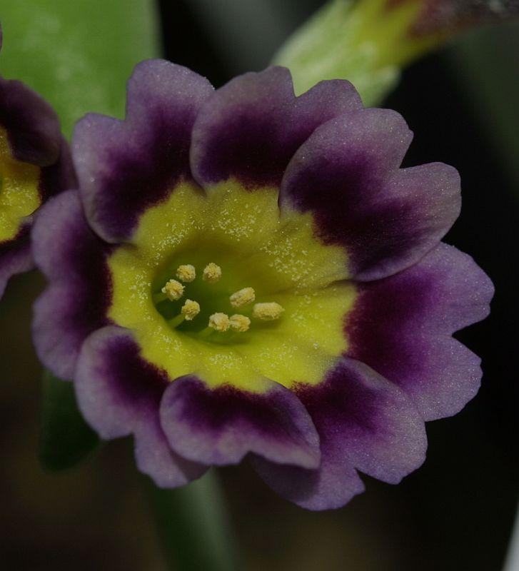 Primula auricula HB #3