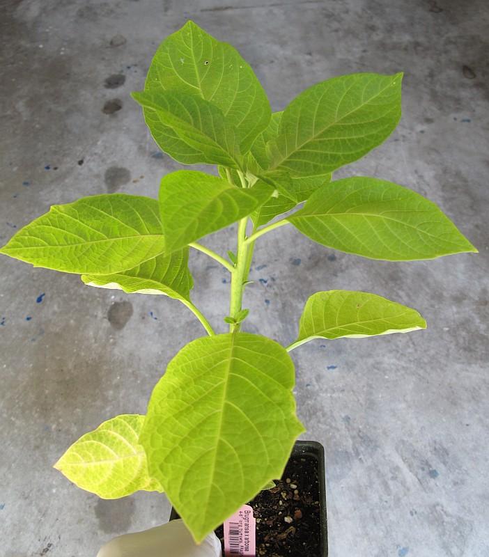 Brugmansia arborea