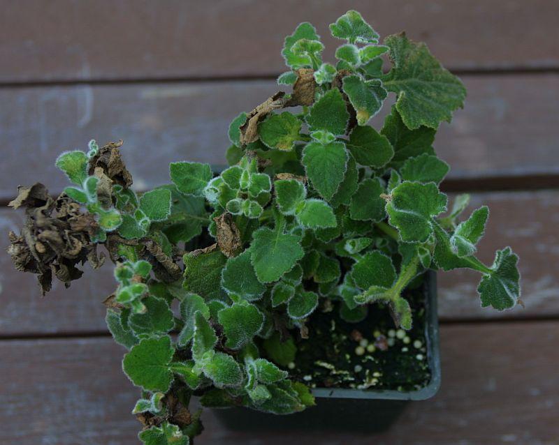 Calceolaria calycina