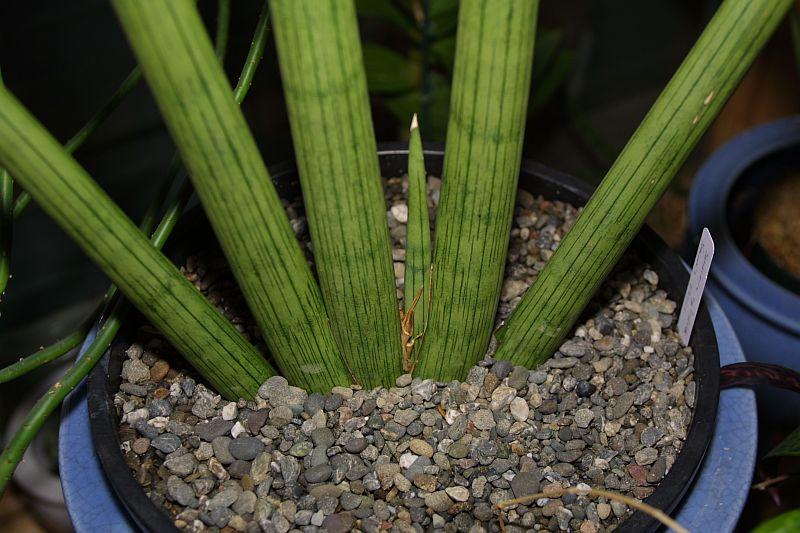 Sansevieria cylindrica