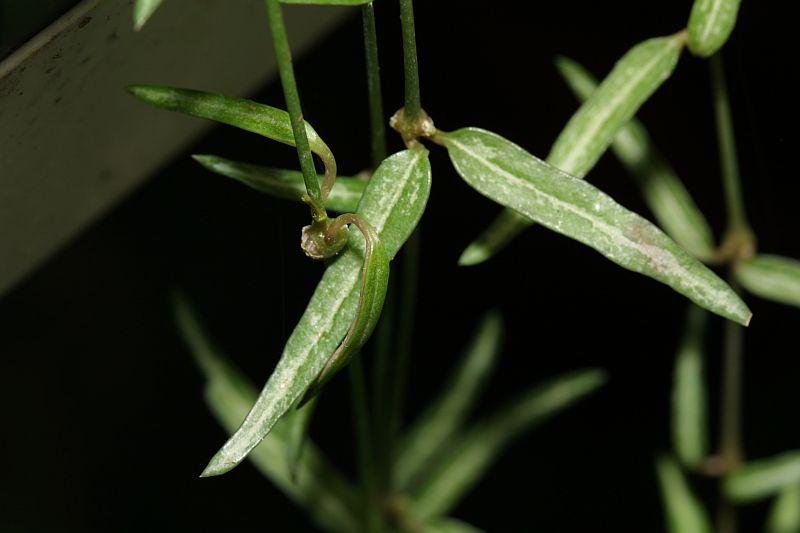 Ceropegia linearis