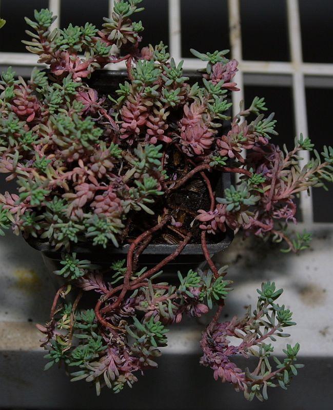 Sedum hispanicum minus