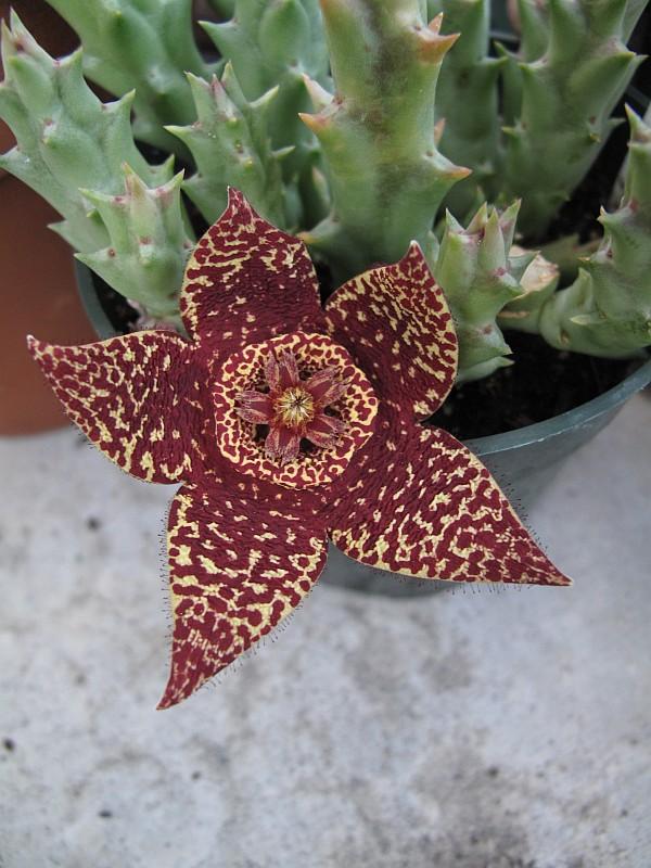 Stapelia sp