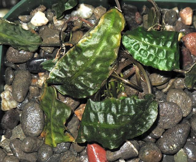 Cryptocoryne affinis