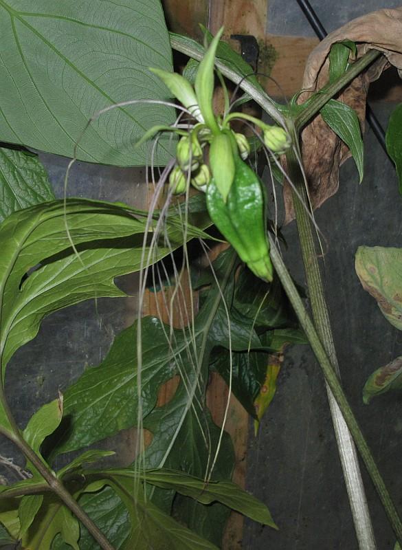 Tacca leontopetaloides