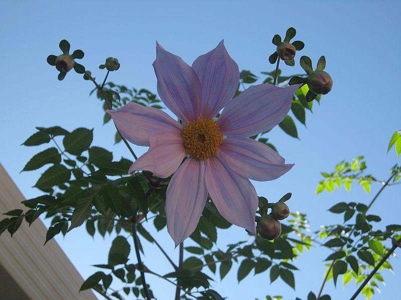 Dahlia imperialis