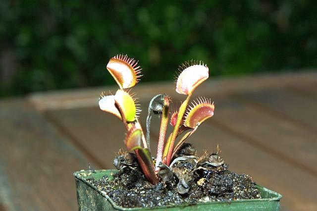 Dionaea muscipula Aka Ryu