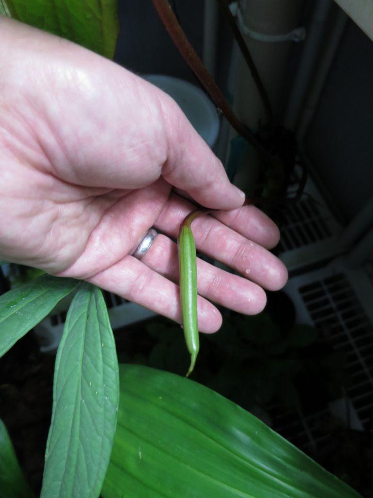 Anthurium cutucuense