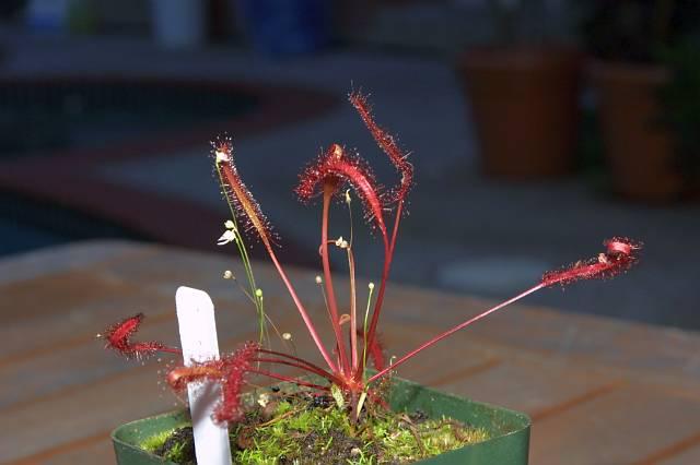 Drosera capensis Red