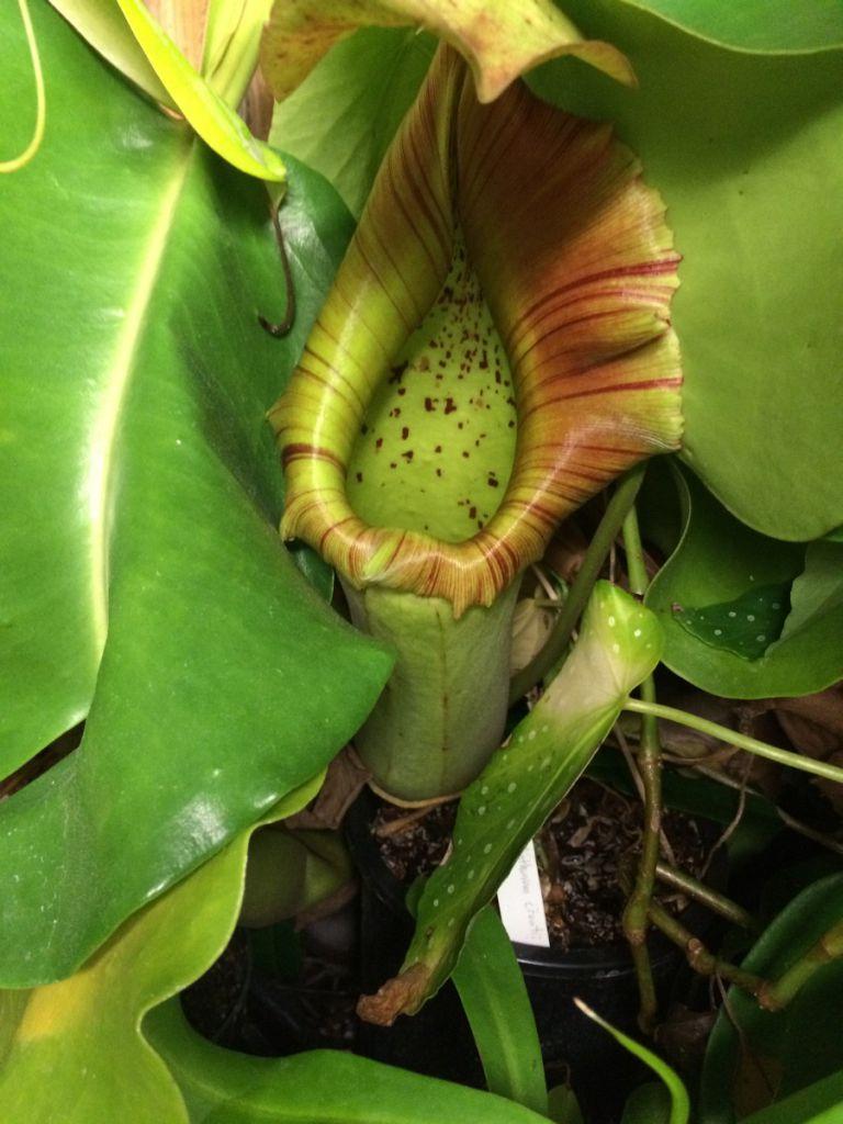 Nepenthes truncata