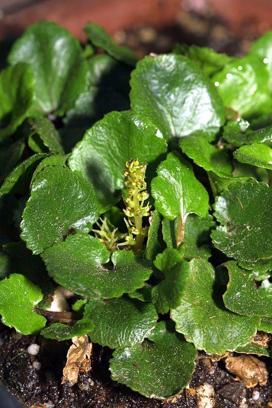 Gunnera monoica