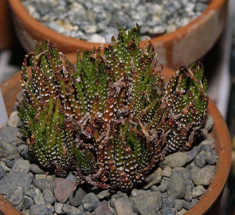 Haworthia attenuata var. attenuata