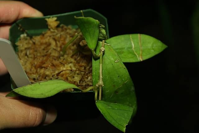 Hoya finlaysonii